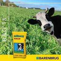 mieszanki barenbrug trawy pastewne lucerna oraz poplon bg-13