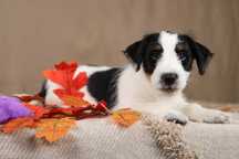 piesek Jack Russell terrier ZKWP/FCI szorstkowłosy