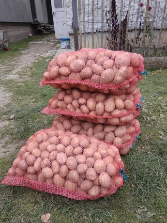 Продам насінну картоплю