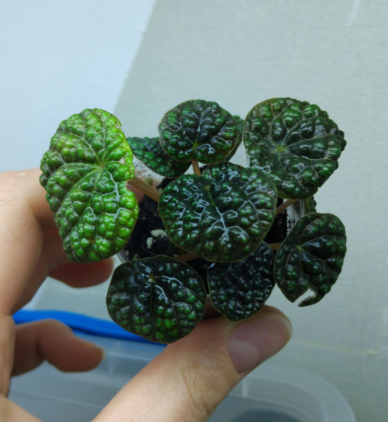 Пеперомія green bubble,пеперомія прострата