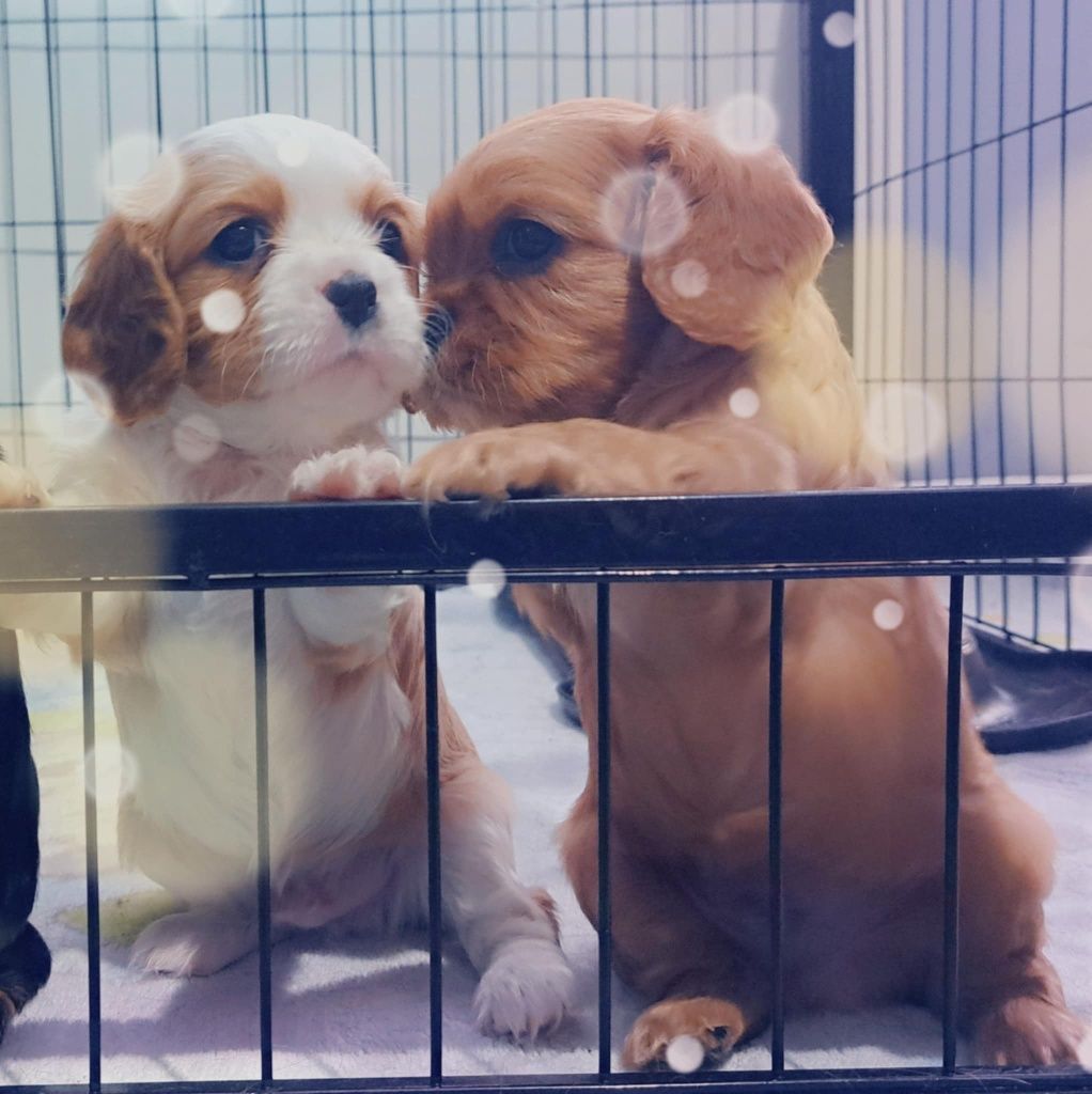 Cavalier King Charles Spaniel FCI