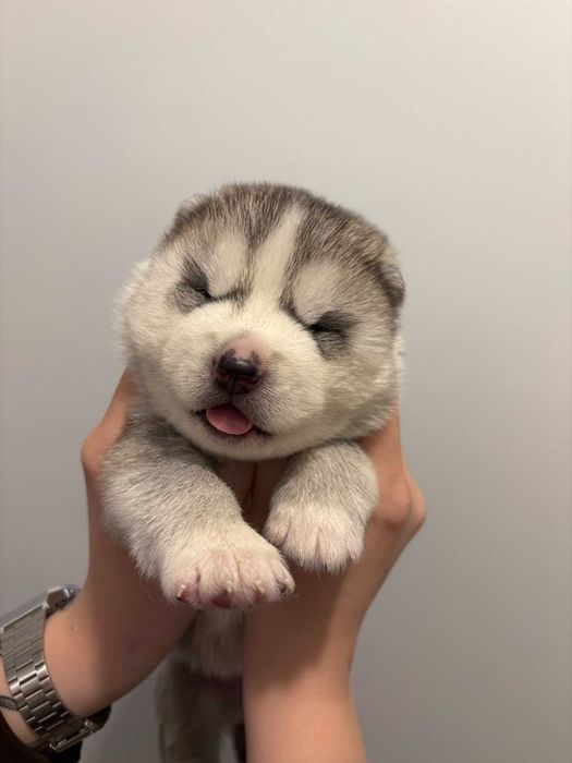 Siberian husky samiec srebrno-biały, odbiór grudzień  ZKwP FCI