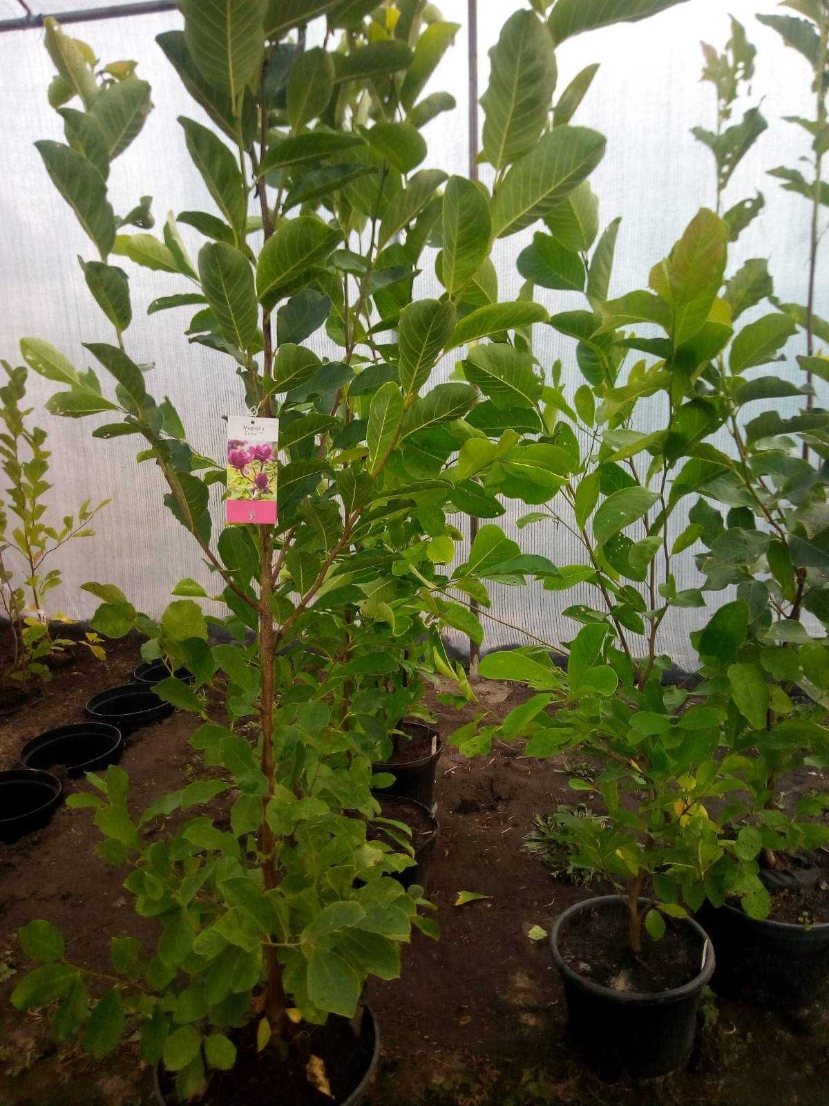 Магнолія Рододендрон Сакура ГОРТЕНЗІЯ Гібіскус Катальпа Павлонія Рози
