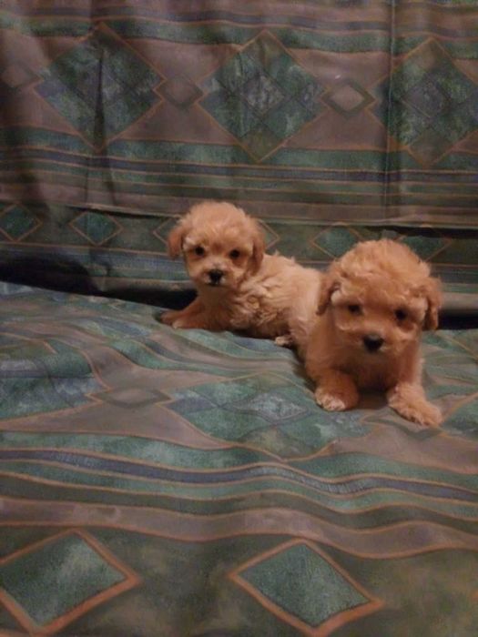 Пушончики. Дуже класні цуценятка з доставкою