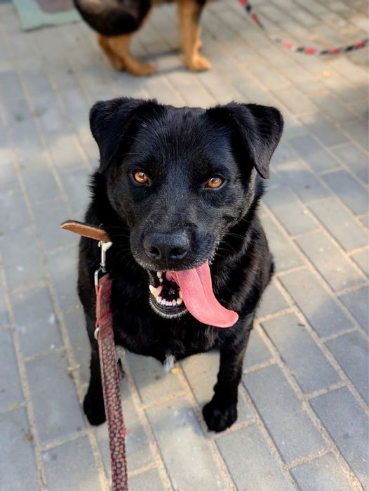 Miniaturowy labrador szuka domu – wulkan radości i miłości