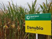 Kukurydza DANUBIO z Saatbau FAO240-250+ochrona OD ptakaIgrzyba+nawóz