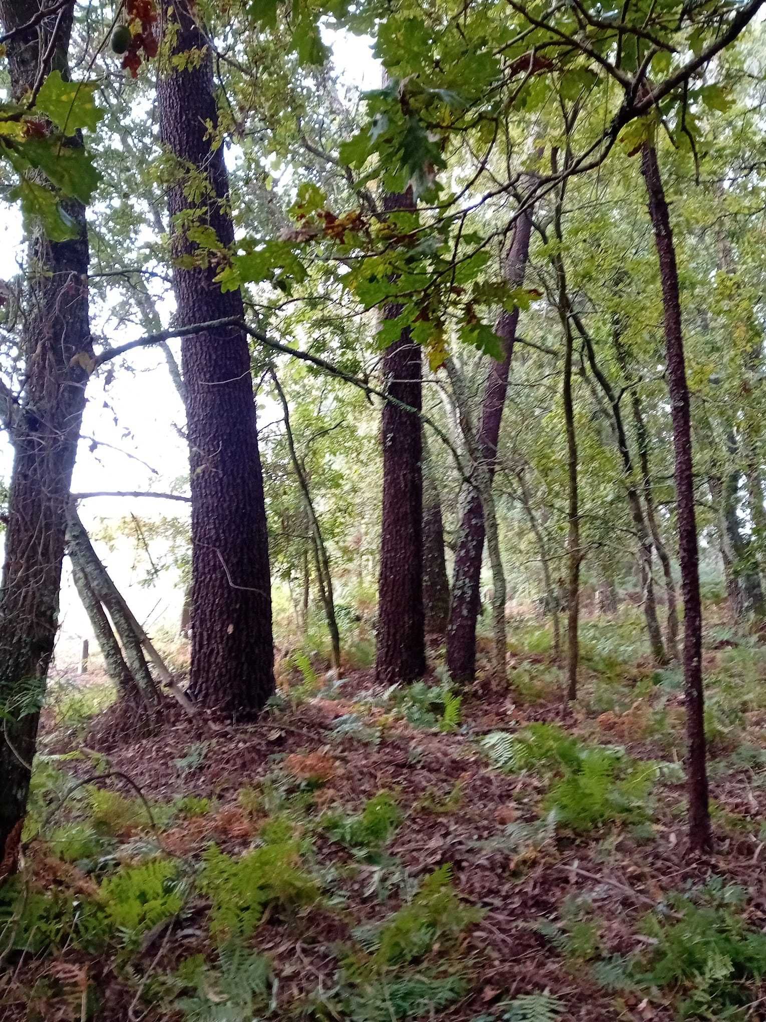 Terreno Forjães 460m² – Ideal para Mini Quinta ou Pomar