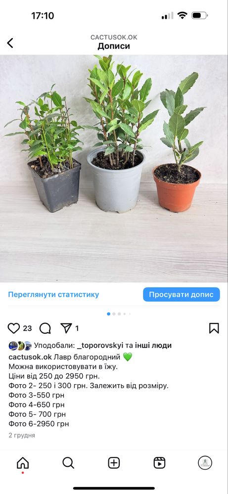 Олива розмарин лавр алое вера кактус агава