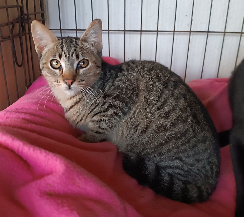 Gatinho para adoção, 4 meses.