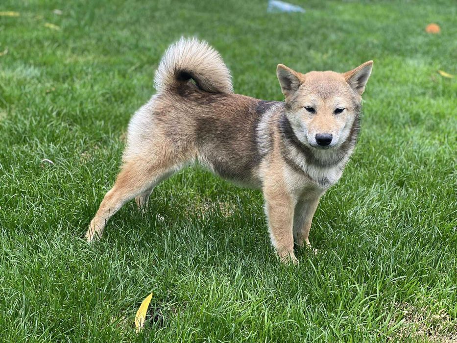 Shiba inu - suczka czerwona