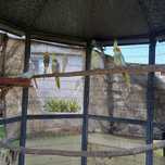 Caturras ano 2025