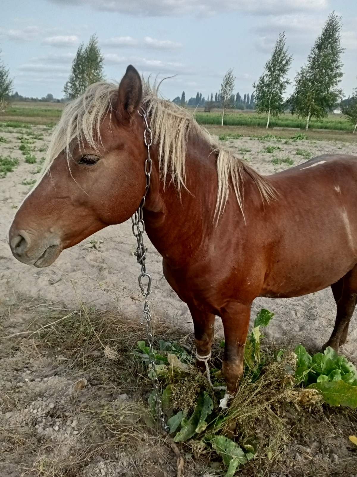 Продамо Жеребця хороший крепкий жеребчик, 7 років