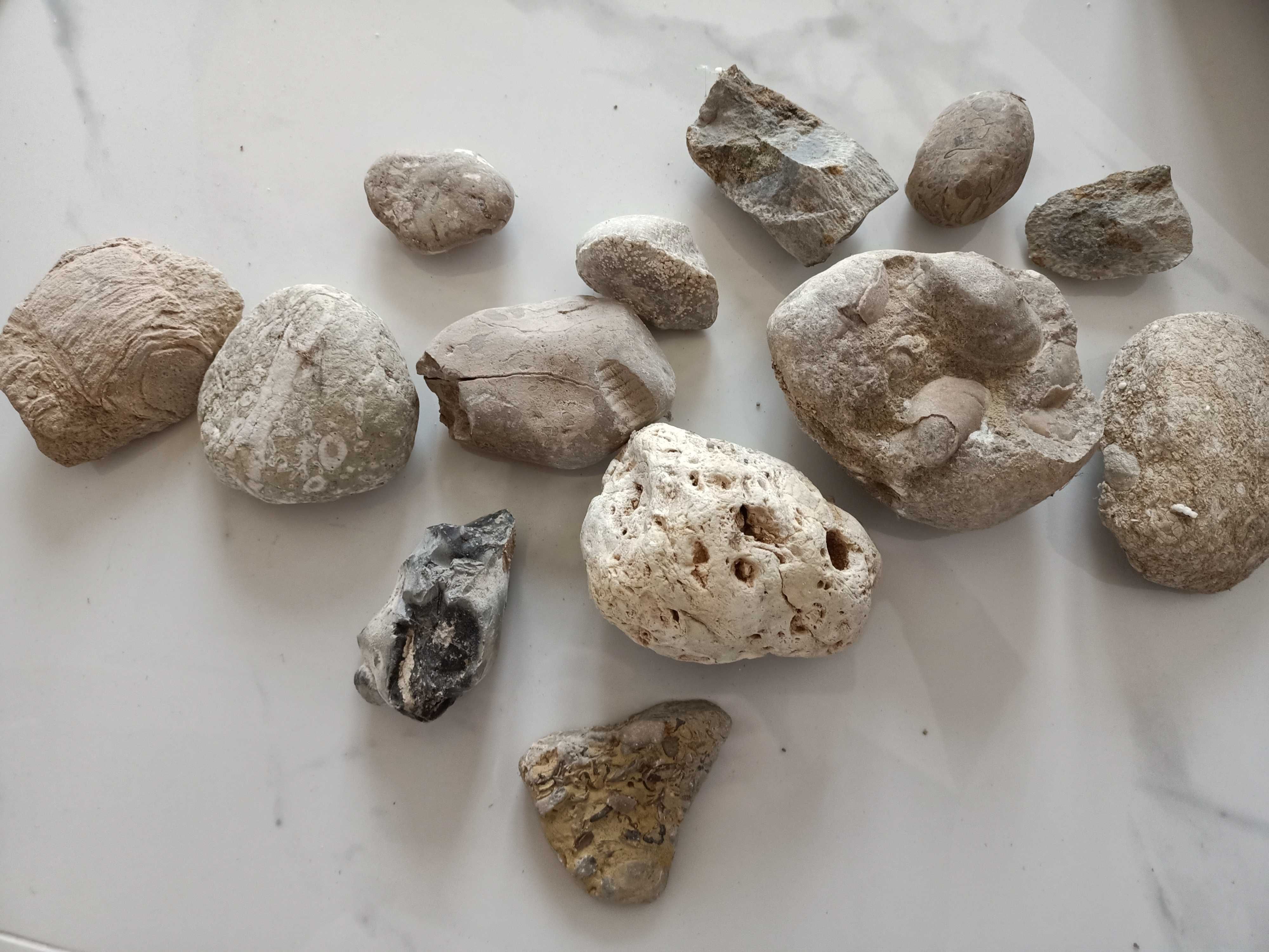 Skamieliny kolekcja kamienie