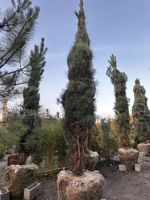 Сосна крымская, обыкновенная