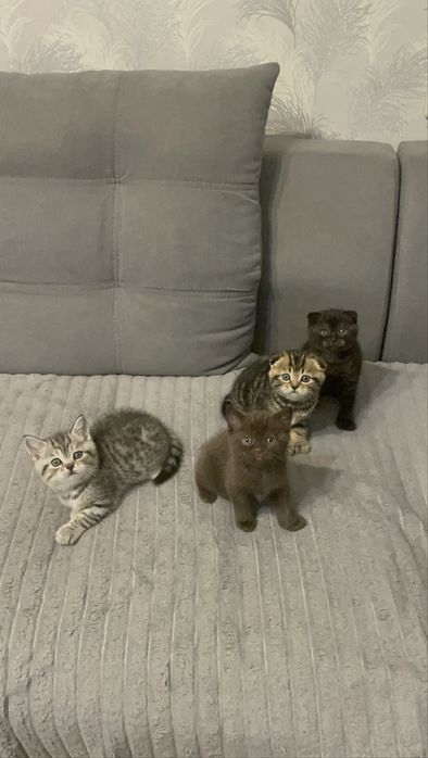 Чистокровні шотландські котята