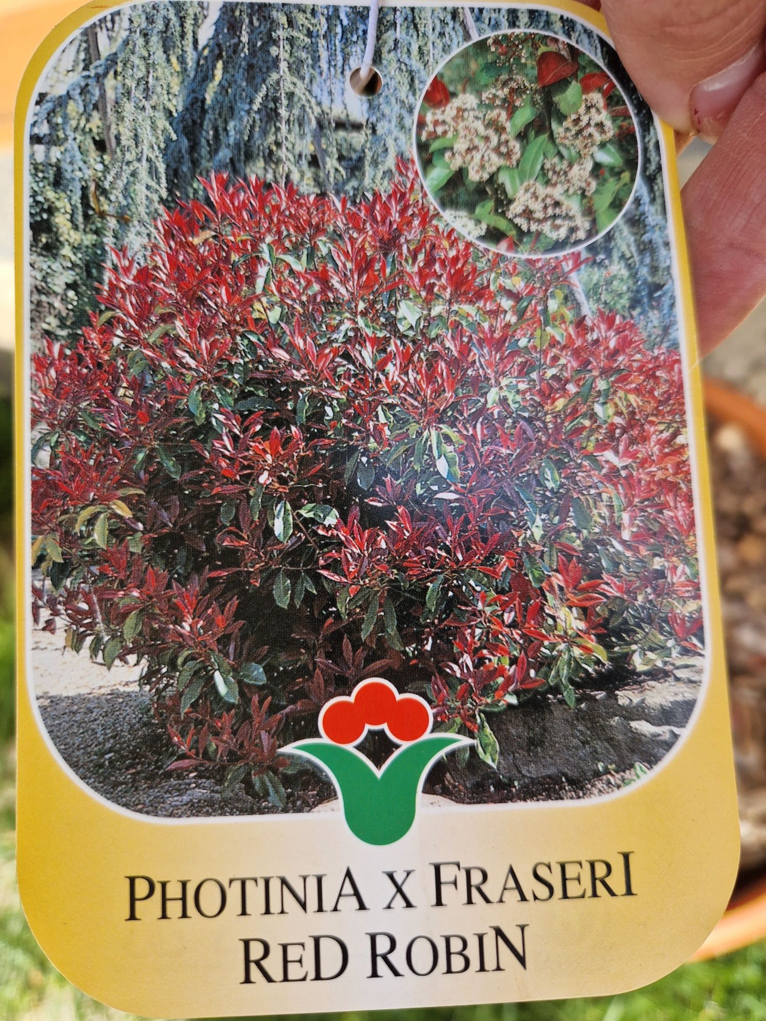 Na pniu laurowisnia,  głownik