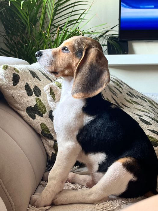 Beagle macho 3 meses