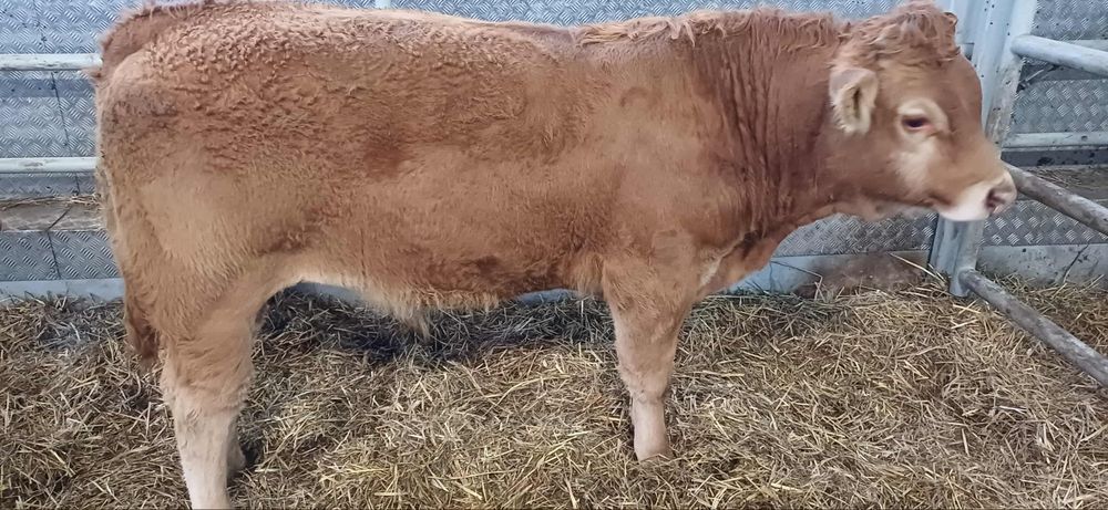 Sprzedam 12 byczkow 11  jałowek odsadkow