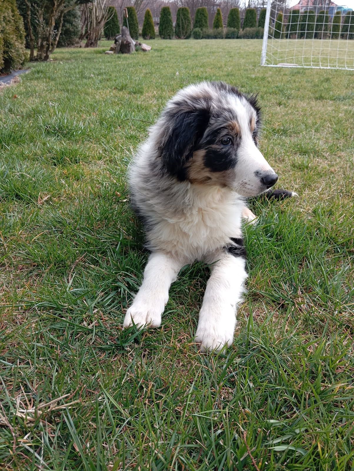 Piesek border collie