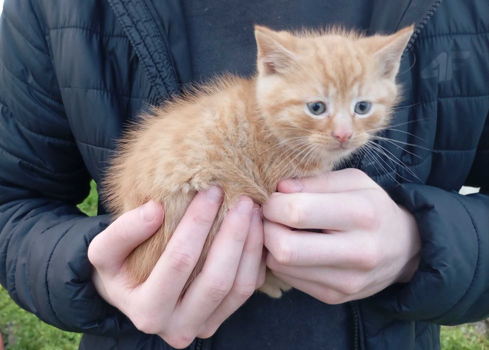 Milutkie kociaczki czekają na przytulenie :)