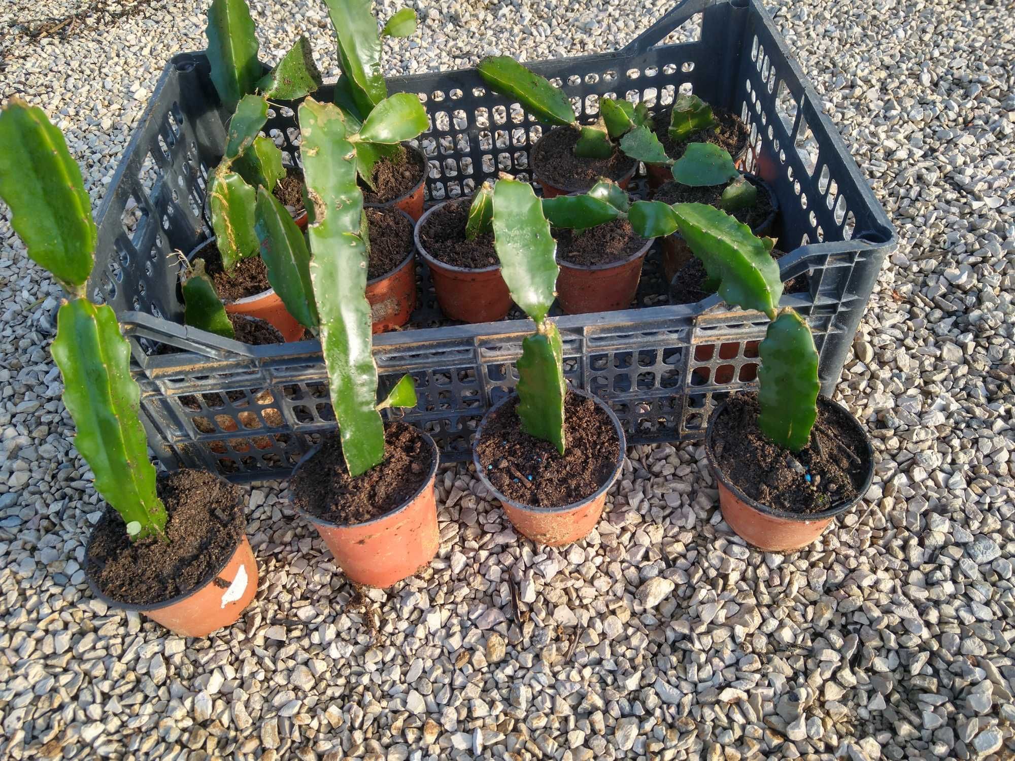 Plantas PITAYA , polpa branca