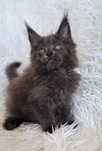 Unikat Maine Coon