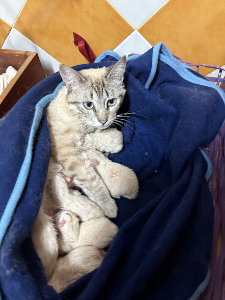 Gatinhos com quase 2 meses