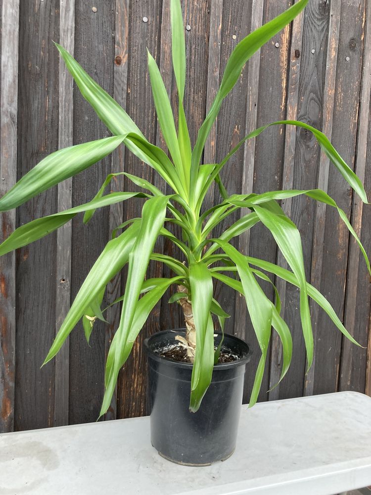 juka, dracena rośliny zielone, rośliny ozdobne