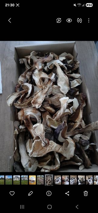 Grzyby suszone borowiki,prawdziwe,brzozak
