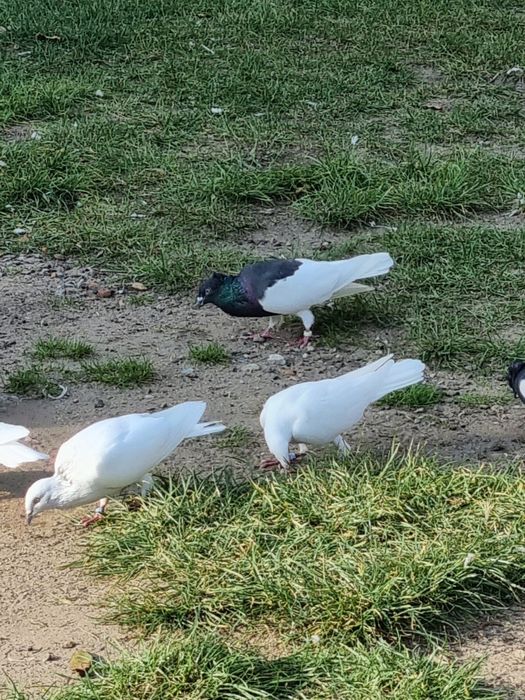 GOŁEBIE DO sprzedania