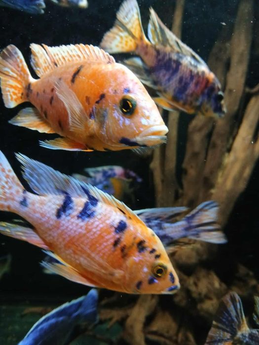 Sprzedam Aulonacary Calico