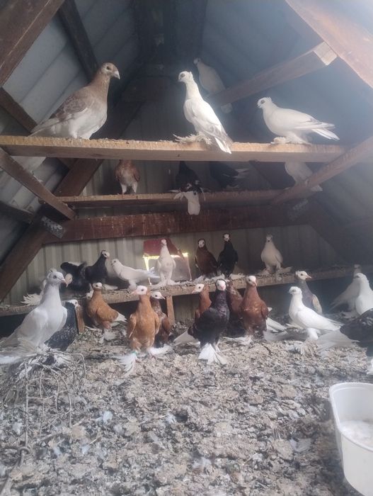 Gołębie ozdobne 24-25r