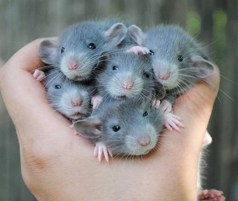 Крысенок дамбо. Пацючок. Щур. Крысята. Рекс