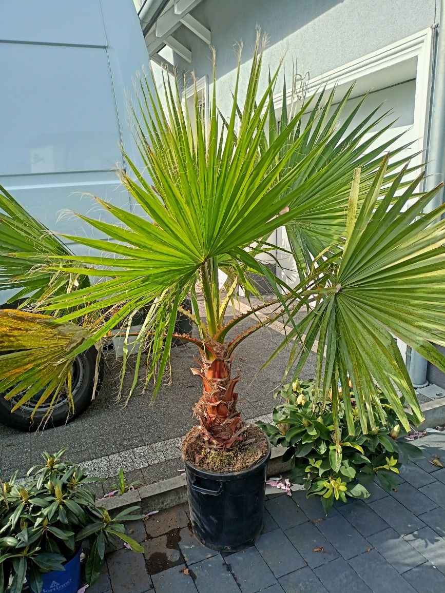 Palma Waszynktonia Robusta