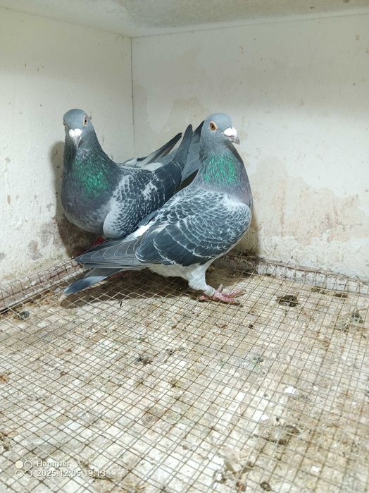 Gołębie pocztowe. Samice Belgia. Świetne pochodzenie. Rodowody.