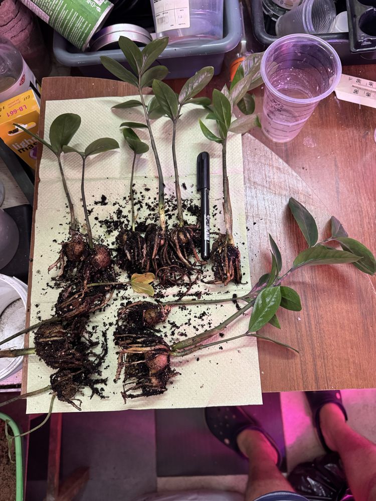 Zamioculcas zamiifolia/Заміокулькас дітки/Вкорінені з бульбами