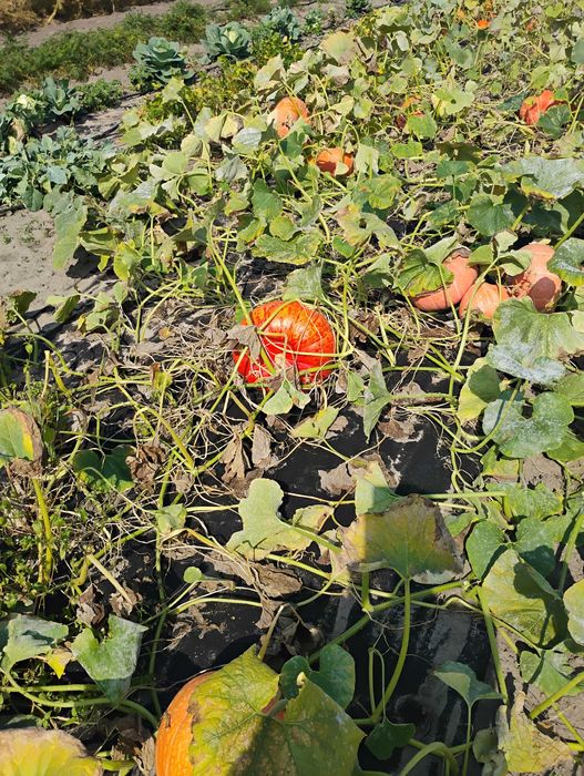 Dynie szeroki wybór odmian i typów kulinarnych