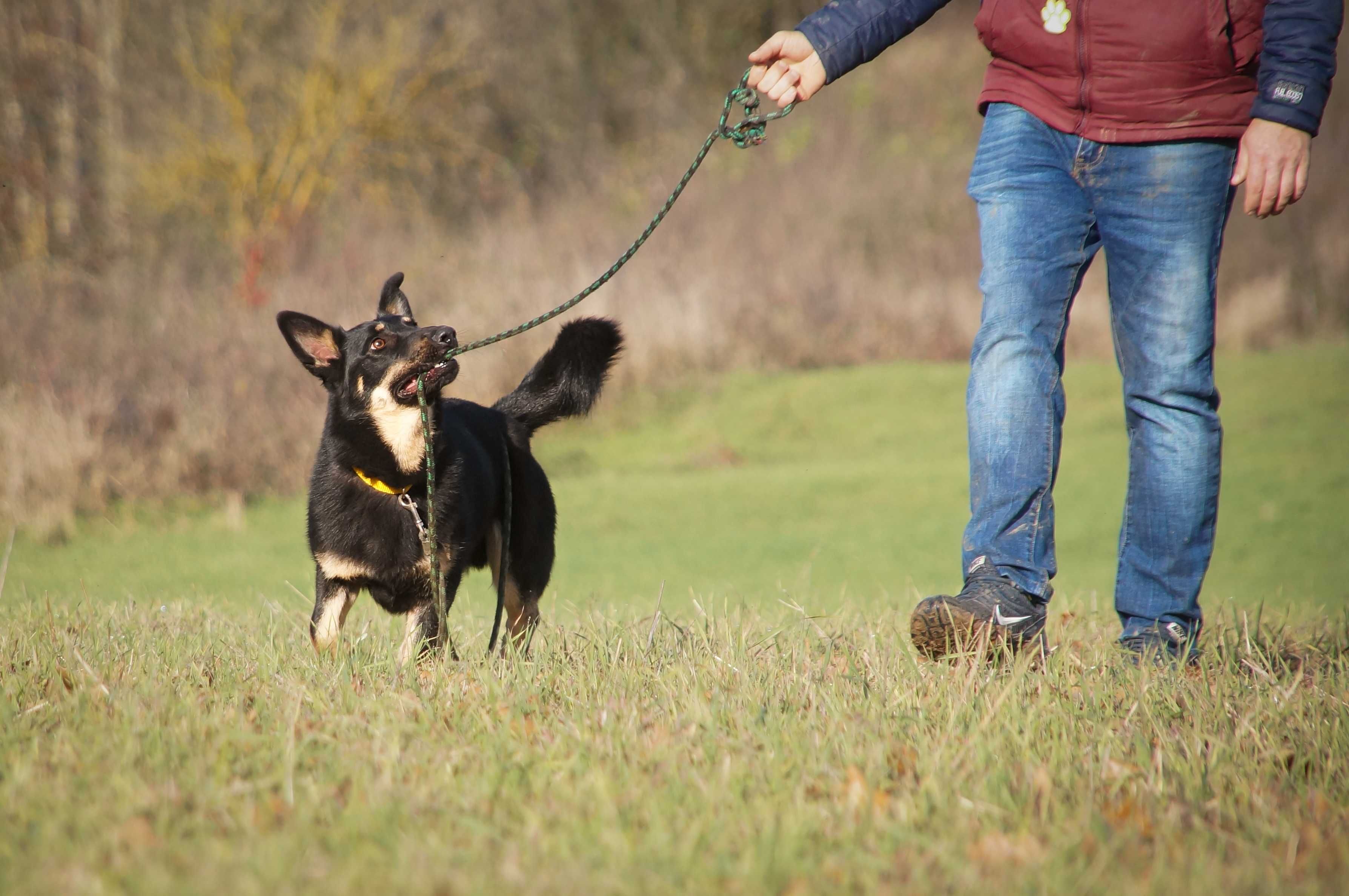 Busik - niskopodłogowy owczarek do adopcji.