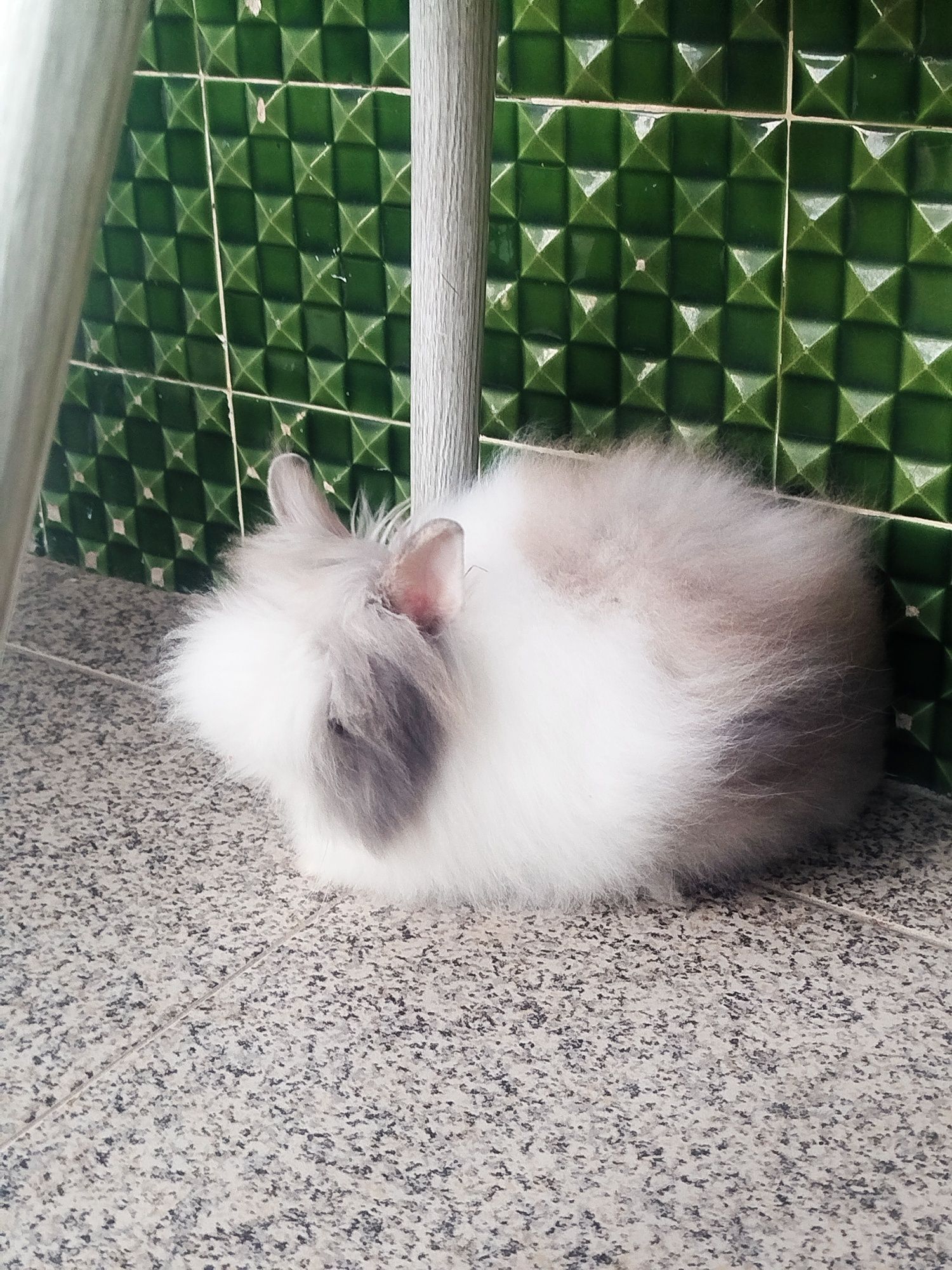 Coelho teddy dwerg vacinada