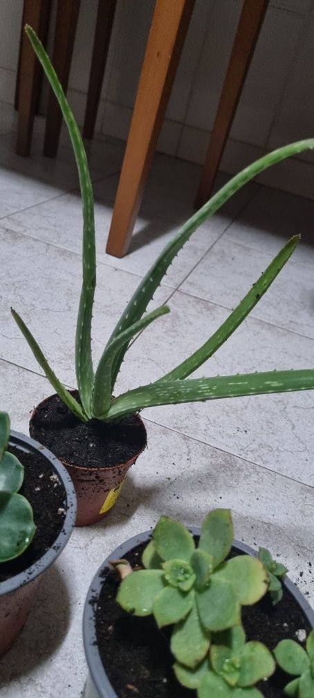 Várias plantas suculentas