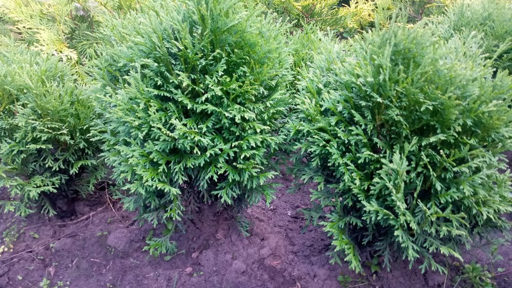 Дім  сад город. Декоративні рослини.