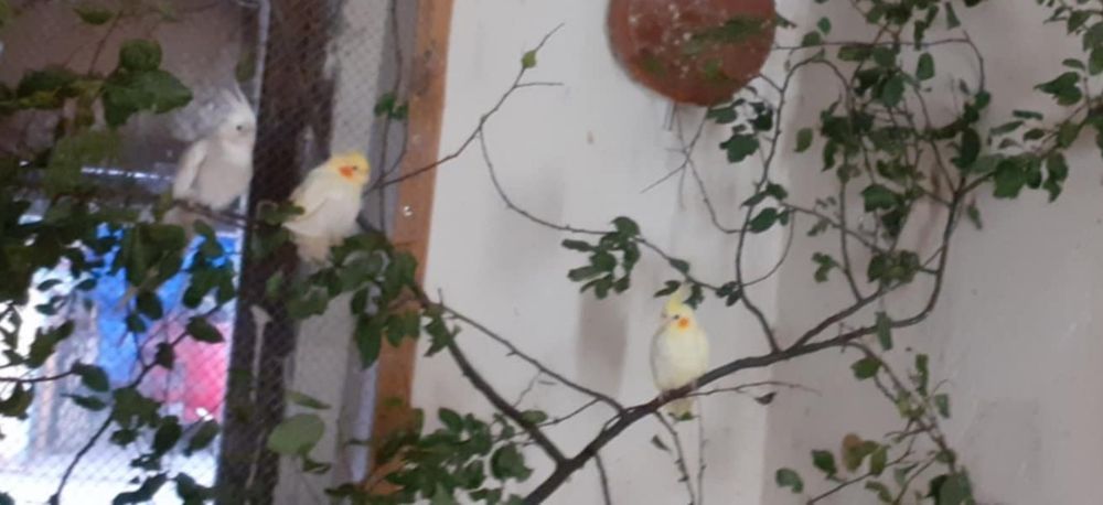 Papugi nimfy para i młody