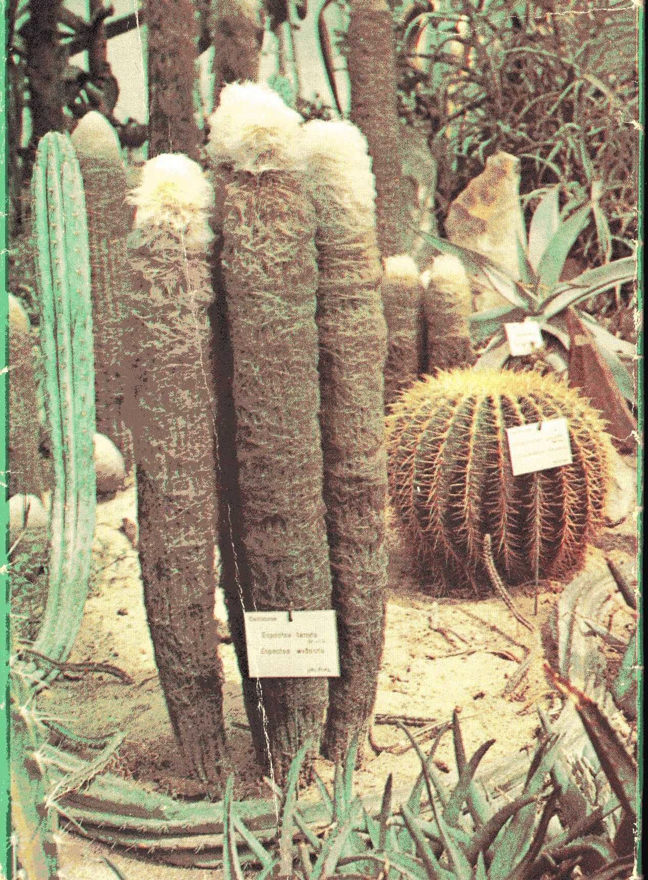 Kaktusy - zestaw pocztówek w obwolucie
