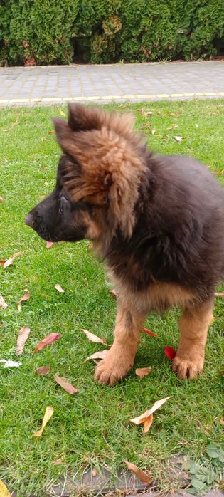 Owczarek Niemiecki -piesek