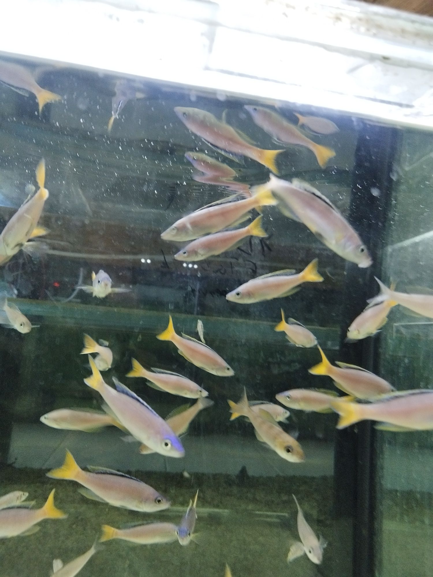 Cyprichromis sp. Leptosoma Mpulungu tanganika