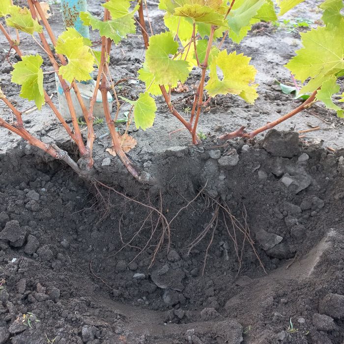Саженцы вишни, чернослива, угорки и отводки винограда