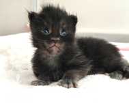Kocięta Maine Coon Blue Aura*Pl