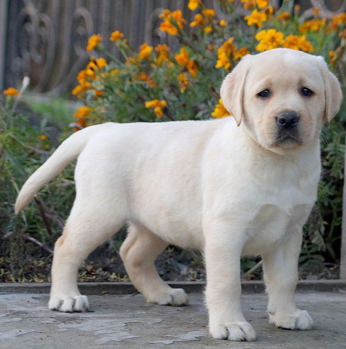Щенки лабрадорчики