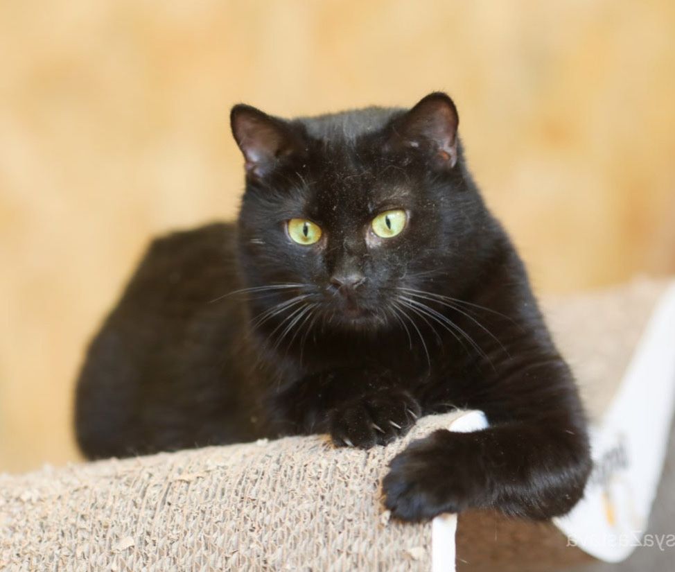 Красивейшая черная кошка Наоми, 2 года, стерилизована, котенок, кот