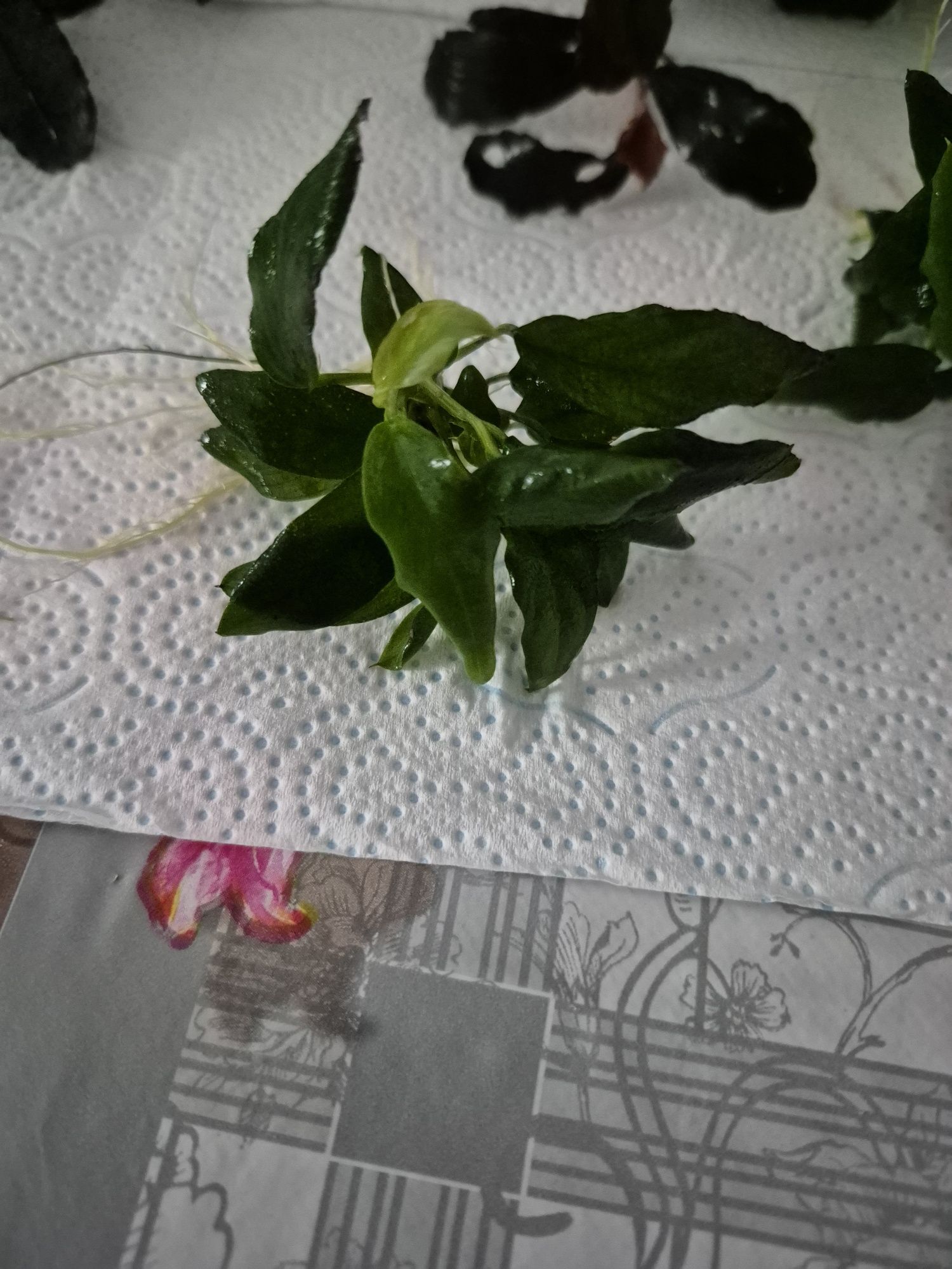 Rośliny bucephalandra i anubiasy